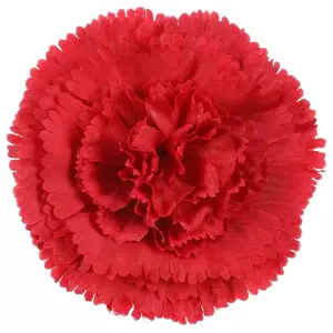 Autronic Karafiát květ 12 ks KUM3420-RED