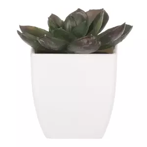 Autronic Sukulent v plastovém obalu NL0009