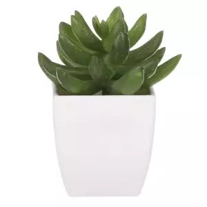 Autronic Sukulent v plastovém obalu NL0014