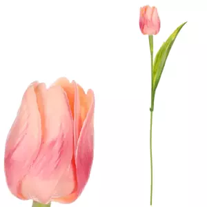Autronic Tulipán meruňkový SG60104 APPR