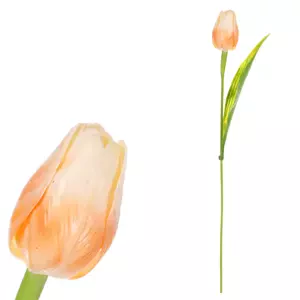 Autronic Tulipán světle meruňkový SG60104 APPR2